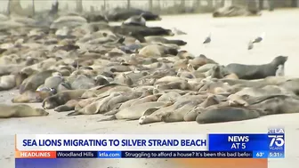 Hundreds of sea lions are taking over a beach in Ventura County