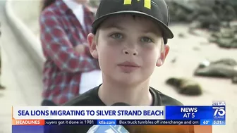 Hundreds of sea lions are taking over a beach in Ventura County