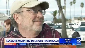 Hundreds of sea lions are taking over a beach in Ventura County