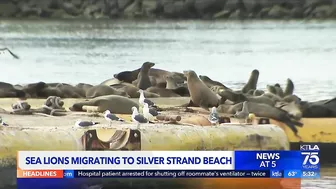 Hundreds of sea lions are taking over a beach in Ventura County