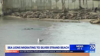 Hundreds of sea lions are taking over a beach in Ventura County