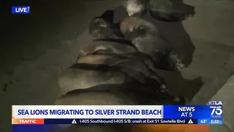 Hundreds of sea lions are taking over a beach in Ventura County