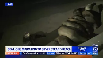 Hundreds of sea lions are taking over a beach in Ventura County