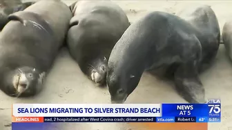 Hundreds of sea lions are taking over a beach in Ventura County