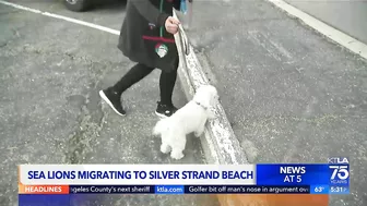 Hundreds of sea lions are taking over a beach in Ventura County