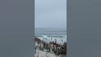 Deer Play Along California Beach || ViralHog