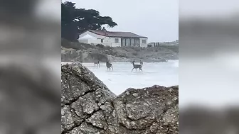 Deer Play Along California Beach || ViralHog