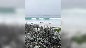 Deer Play Along California Beach || ViralHog