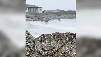 Deer Play Along California Beach || ViralHog