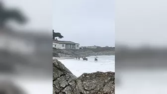 Deer Play Along California Beach || ViralHog