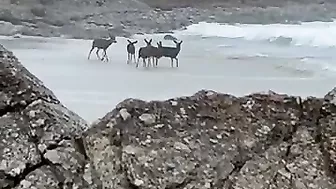 Deer Play Along California Beach || ViralHog