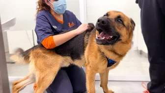 Funny German Shepherd Reaction to a Visit to the Vet!