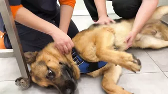 Funny German Shepherd Reaction to a Visit to the Vet!