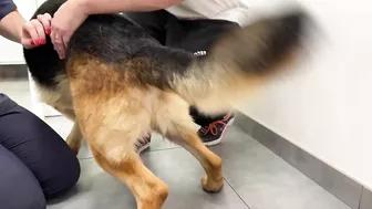 Funny German Shepherd Reaction to a Visit to the Vet!