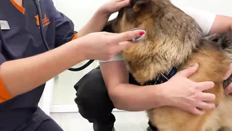 Funny German Shepherd Reaction to a Visit to the Vet!