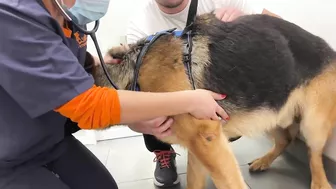 Funny German Shepherd Reaction to a Visit to the Vet!