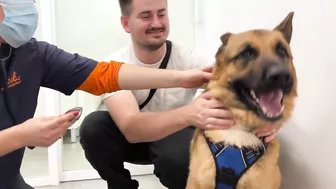 Funny German Shepherd Reaction to a Visit to the Vet!