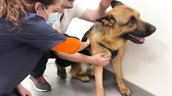 Funny German Shepherd Reaction to a Visit to the Vet!