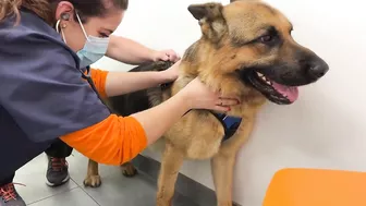 Funny German Shepherd Reaction to a Visit to the Vet!