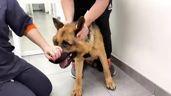 Funny German Shepherd Reaction to a Visit to the Vet!