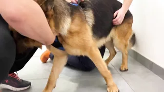 Funny German Shepherd Reaction to a Visit to the Vet!