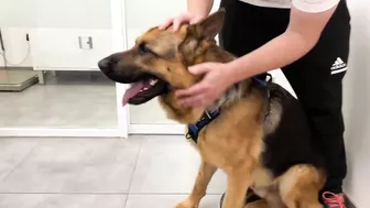 Funny German Shepherd Reaction to a Visit to the Vet!