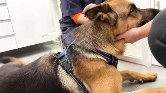 Funny German Shepherd Reaction to a Visit to the Vet!