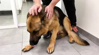 Funny German Shepherd Reaction to a Visit to the Vet!