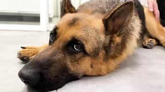 Funny German Shepherd Reaction to a Visit to the Vet!