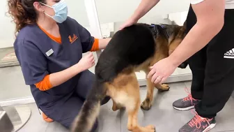 Funny German Shepherd Reaction to a Visit to the Vet!