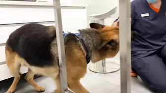 Funny German Shepherd Reaction to a Visit to the Vet!