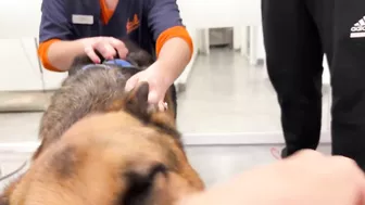 Funny German Shepherd Reaction to a Visit to the Vet!