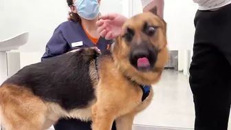 Funny German Shepherd Reaction to a Visit to the Vet!