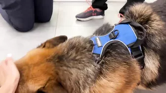 Funny German Shepherd Reaction to a Visit to the Vet!