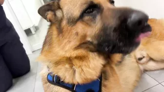 Funny German Shepherd Reaction to a Visit to the Vet!