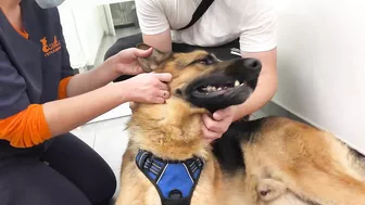 Funny German Shepherd Reaction to a Visit to the Vet!