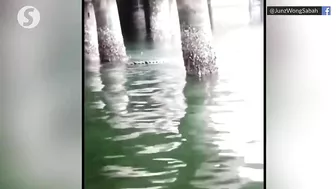 Croc spotted at KK's popular Likas Bay beach