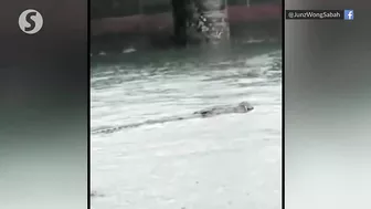 Croc spotted at KK's popular Likas Bay beach