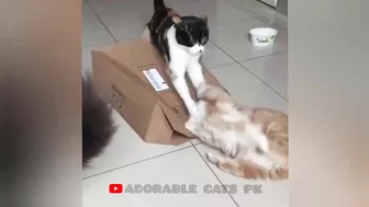 So funny cats compilation 2022 #27 || so funny cat videos ||