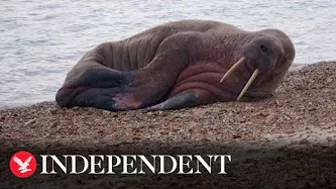 Walrus lounges on Hampshire beach more than 2,000 miles from home in Arctic Ocean