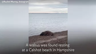 Walrus lounges on Hampshire beach more than 2,000 miles from home in Arctic Ocean