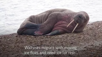 Walrus lounges on Hampshire beach more than 2,000 miles from home in Arctic Ocean