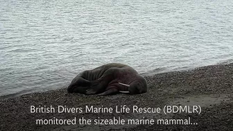 Walrus lounges on Hampshire beach more than 2,000 miles from home in Arctic Ocean