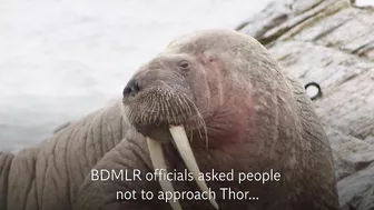 Walrus lounges on Hampshire beach more than 2,000 miles from home in Arctic Ocean