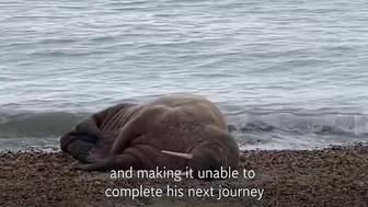 Walrus lounges on Hampshire beach more than 2,000 miles from home in Arctic Ocean