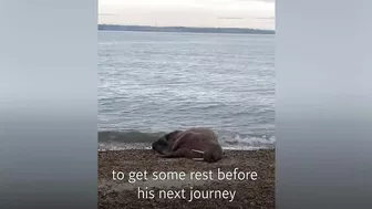 Walrus lounges on Hampshire beach more than 2,000 miles from home in Arctic Ocean