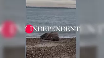 Walrus lounges on Hampshire beach more than 2,000 miles from home in Arctic Ocean