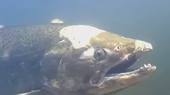 Chinook salmon return to urban stream in the South Bay