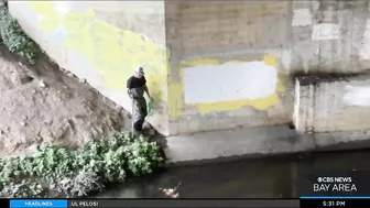 Chinook salmon return to urban stream in the South Bay