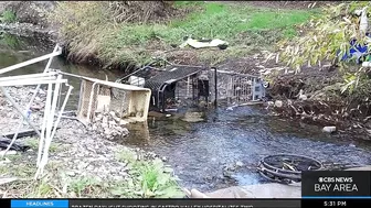 Chinook salmon return to urban stream in the South Bay